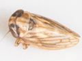 Anaceratagallia ribauti